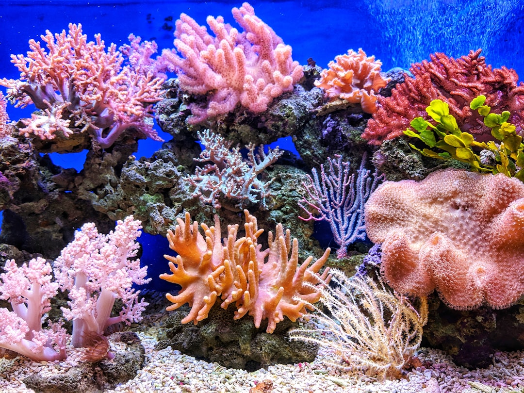How to Monitor Coral Breathing Hairs: Step‑By‑Step Guide for Indian Marine Enthusiasts